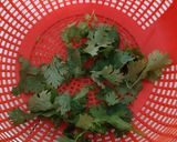 Foto del paso 5 de la receta: Enchiladas suizas