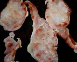 A picture of step 1 of My Croissant with Bacon and Honey 😀.