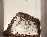 Foto del paso 1 de la receta: Café frío especial