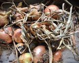 Foto del paso 1 de la receta: Mermelada de cebolla