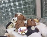A picture of step 6 of My home made diary free ice cream.