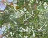 Foto langkah ke 6 dari resep Arsik Ikan Nila Merah (Makanan Khas Batak).