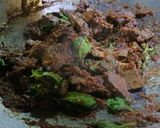 Gambar langkah 4 resipi Paru masak kicap bersama daun basil & daun salam.