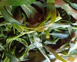 Foto langkah ke 2 dari resep Cah Kangkung Udang.