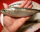 Foto del paso 1 de la receta Huevas de sardinas con ajo y perejil al horno