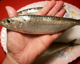 Foto del paso 1 de la receta: Huevas de sardinas con ajo y perejil al horno