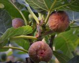 Une image de l'étape 1 de Figues confites au floc de Gascogne.