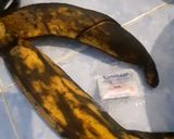 Foto langkah ke 1 dari resep Pisang Goreng Simple Renyah Manis.