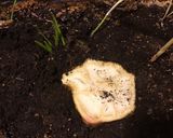 A picture of step 1 of California Farm Celeriac Sauce.