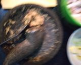 Foto langkah ke 3 dari resep Sop Ceker & Rolade.