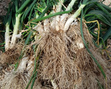 Foto del paso 1 de la receta: Calçot