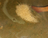 Foto del paso 8 de la receta: Harira marroquí (sopa) 🥣