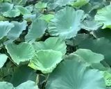 รูปขั้นตอนการทำที่ 1 ของ ข้าวห่อใบบัว #สูตรนี้ทำง่าย