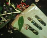 Foto langkah ke 5 dari resep Nasi Liwet Teri Magicom.