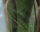 Foto langkah ke 2 dari resep 1275. Tempe Daun Jati Rawit Goreng Tepung.