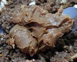 Foto del paso 2 de la receta: Trufas con dulce de leche