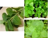 Foto langkah ke 1 dari resep Sayur Bangun-Bangun/Daun Jinten.