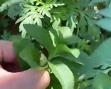 Hình bước làm 1 của món Nước cam cara và lá bạc hà tươi