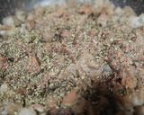 Foto del paso 3 de la receta: Morcilla de verano🍆🍆🧅🧅