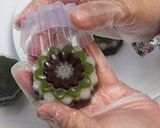 Foto langkah ke 8 dari resep Lapis Beras Pandan Coklat.