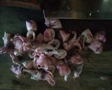 Foto langkah ke 1 dari resep Sambal cumi buncis.