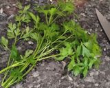 Foto del paso 7 de la receta: Tabulé