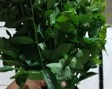 Foto langkah ke 1 dari resep Daun katuk masak bobor....