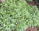 Hình bước làm 1 của món Lẩu thập cẩm