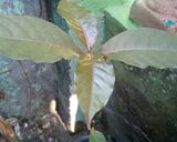 Foto langkah ke 4 dari resep Ramuan daun handeuleum.
