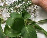 Foto del paso 3 de la receta Agua mágica de San Juan