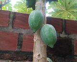 Foto del paso 1 de la receta: Dulce de mamón o papaya