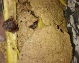 Foto langkah ke 4 dari resep Empal Gepuk Simple.