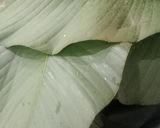 A picture of step 4 of (Moin Moin Elewe).