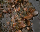 Foto del paso 6 de la receta: Filete al perejil con papas rústicas