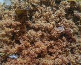 Foto langkah ke 3 dari resep Ayam goreng serundeng.