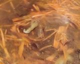 A picture of step 2 of Hot and Sour Soup.