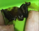 Foto langkah ke 1 dari resep 1. Black Calamary Ring / Cumicumi SukaSuka.