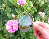 عکس مرحله 1 از دستور 🌸شربت نعناع🌸