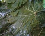 A picture of step 1 of Stuffed Grape Leaves 🤗.