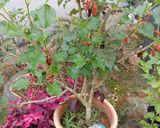 Gambar langkah 1 resipi Air Blueberry fresh.