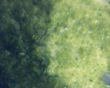 A picture of step 4 of Mint chutney.