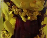 Foto del paso 6 de la receta: Aceite aromatizado
