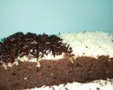 Foto langkah ke 6 dari resep Brownies Kukus dengan Mixer.