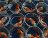 Foto langkah ke 5 dari resep Agar" ikan koi.