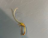 A picture of step 1 of Preparation of string beans.