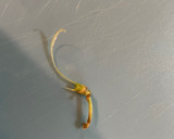 A picture of step 1 of Preparation of string beans.