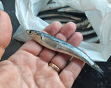 Foto del paso 1 de la receta: Boquerones adobados en vinagre