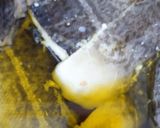 Foto del paso 2 de la receta Bacalao Skrei al cava con manzana en su pil pil