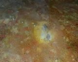 Foto del paso 13 de la receta: Paella de mar