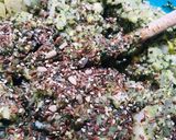 Foto del paso 3 de la receta: Zapallitos Rellenos 🐢